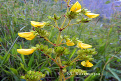 Smithia setulosa